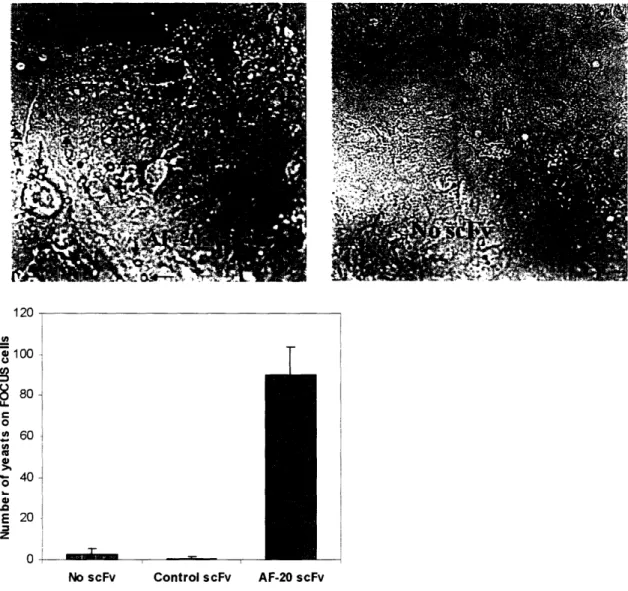 Figure  2.9  Formations  of  Yeast-FOCUS  Cells  Complexes.  Yeast  cells  that  did  not display  any  scFv  and  yeast  cells  displaying  either  control  scFv  or  AF-20  scFv  were allowed  to  bind  respectively  to  a  monolayer  of  FOCUS  cells