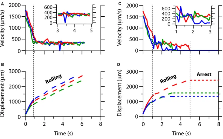 FIGURE 4 Instantaneous velocity and displacement trajectories for PC3 cancer cells transported to (A and B) noncomplementary anti-IgG, exhibiting roll- roll-ing motion at constant speed, and (C and D) anti-EpCAM fluid-permeable surfaces at x ¼ 3 cm with A 