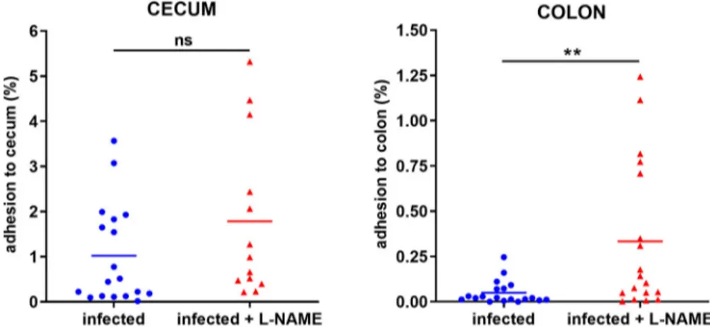 Figure 3. L-NAME treatment of infected mice limits Stx toxicity in the gut. Mice, treated or not with L-NAME, were infected with EDL933
