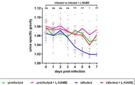 Figure 6. In ﬂ uence of EHEC infection and L-NAME treatment on kidney structure. Mice, treated or not with L-NAME, were left unin- unin-fected or were inunin-fected with EDL933