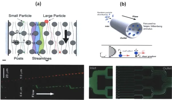 Fig.  2-5: (a)  Top  schematic  shows  asymmetric  obstacles  separating  out particles  of different size