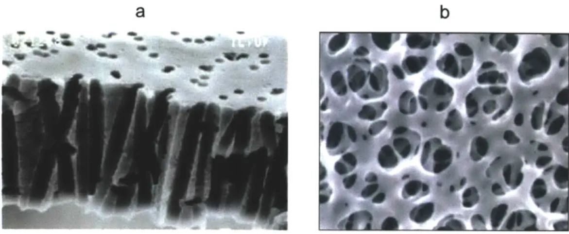 Fig.  2-11  (a)  Scanning  electron  microscopy of a track etched  polycarbonate  membrane  (b)  SEM of a  cellulose  mesh type porous  surface