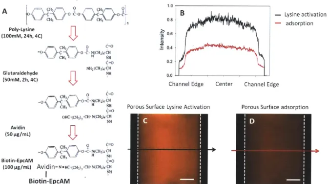 Fig.  3-4  (A)  Poly-(L-lysine)  functionalization  protocol  (B)  Intensity measurement across the channel  for  Lysine activated  avidin  functionalization  and adsorption  based  functionalization (C) representative  image  for the  lysine activated  ch