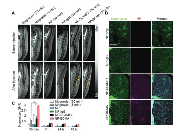 Fig. 2 Selection of the optimal antibody-conjugated nanoparticle for malignant plasma-cell targeting