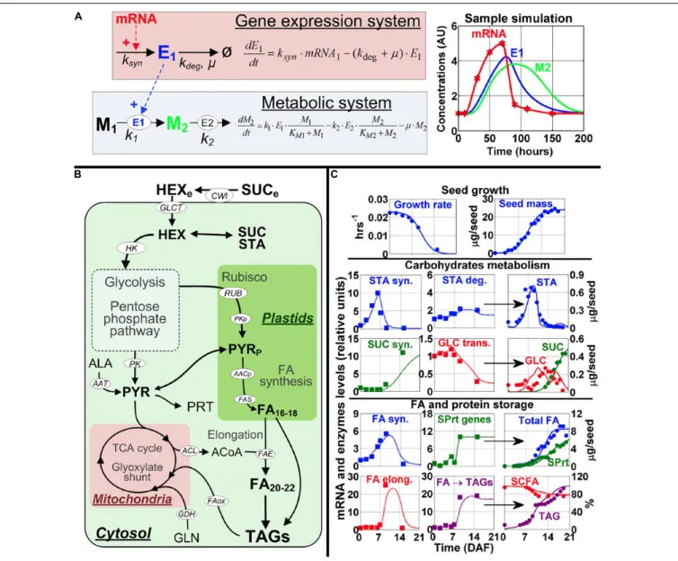 FIGURE 1 | Modeling framework and model calibration. (A) The modeling approach to map gene expression dynamics onto the metabolic network