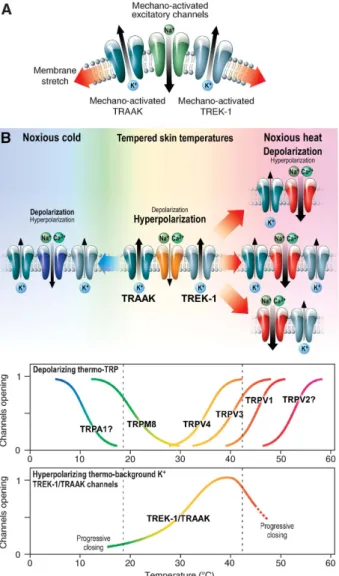 Figure 6 Mechano- and thermo-sensitive TREK-1 and TRAAK channels work in concert with and oppose depolarization induced by mechano-and thermo-sensitive excitatory channels in  nocicep-tors