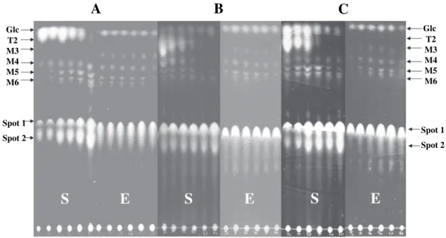 Fig. 4. TLC of saccharide derivatives present in supernatants (S) or cell extracts (E)