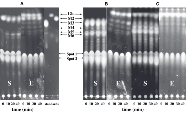 Fig. 6. TLC of saccharide derivatives present in supernatants (S) or cell extracts (E)