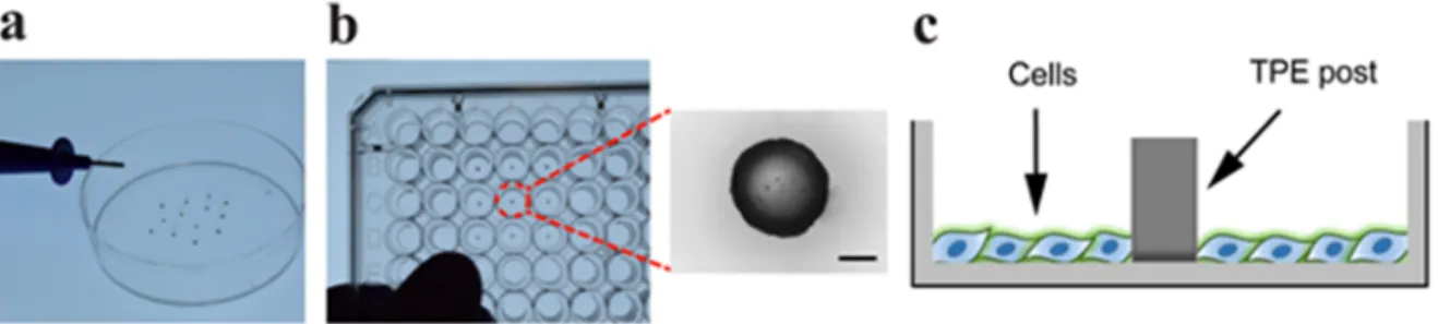 Figure 1. Thermoplastic elastomer (TPE) post preparation: (a) TPE posts were made using a 1 mm diameter biopsy punch  (b) and attached in center of individual wells of a 96-well cell culture plate