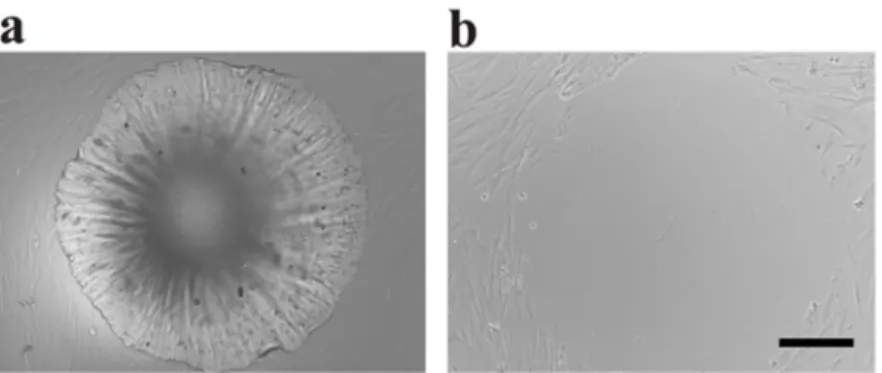 Figure 3. A TPE post and cells. (a) Fibroblasts cells are cultured surrounding the pre-positioned  post structure in the 96-well plate