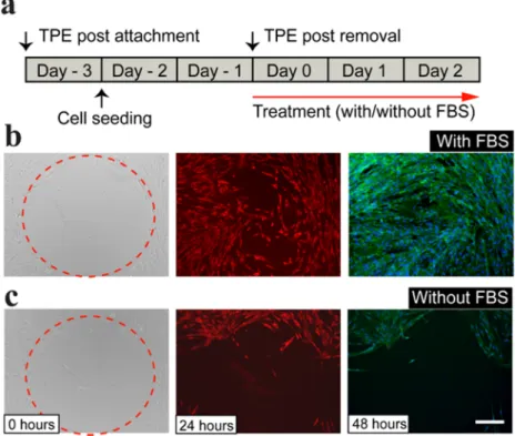 Figure 4a shows experimental schematic of the plastic-based cell culture conditions  and timeline