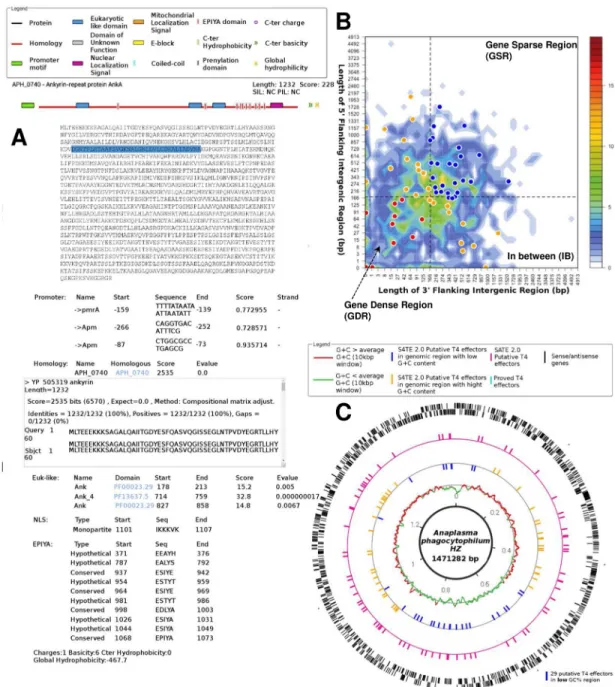 Fig 4. Example of S4TE 2.0 results for Anaplasma phagocytophilum HZ. APH-0740. (A) Schematic representations of proteins with different characteristics present in the sequence are shown