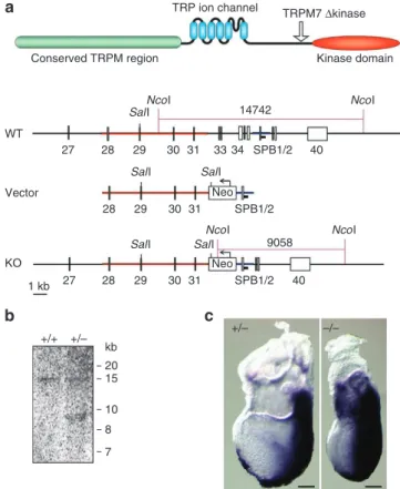 Table 1 | Mg 2 +   concentration in wild-type and TRPM7   + /kinase male mice fed PicoLab Mouse Diet 20.