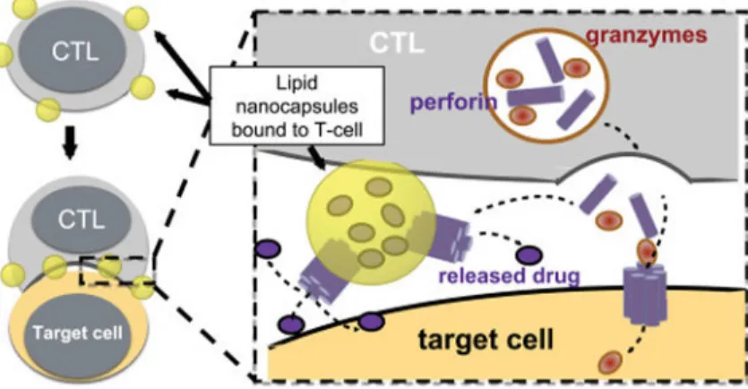 Fig. 1. Strategy for CTL-triggered drug release from lipid nanocapsules