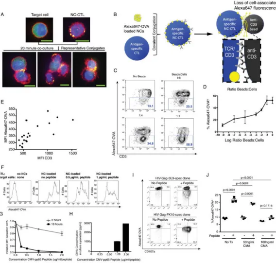 Fig. 3. T-cell receptor stimulation triggers release of contents from T-cell conjugated lipid  nanocapsules