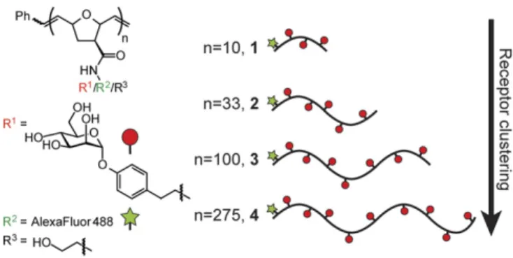 Fig. 1. Glycopolymer probes of DC-SIGN endocytosis. A panel of glycopol- glycopol-ymers 1 – 4 of defined length were synthesized bearing an aryl mannoside ligand (red) for DC-SIGN as well as Alexa Fluor 488 (green) for visualization.