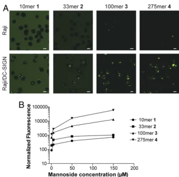 Fig. 2. Comparison of fluorophore-labeled glycopolymer uptake in DC- DC-SIGN – positive (Raji/DC-SIGN) and DC-SIGN – negative (Raji) cells
