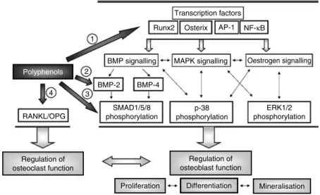 Fig. 5. Putative mechanisms of action of polyphenols on osteoblast signalling. Runx2, runt-related transcription factor-2; AP-1, activator protein-1; BMP, bone morphogenetic protein; MAPK, mitogen-activated protein kinase; RANKL, receptor activator of NF-k