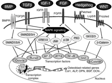 Fig. 3. Main factors produced by osteoblasts and used as markers of different developmental stages (adapted from Stein &amp; Lian (20) )