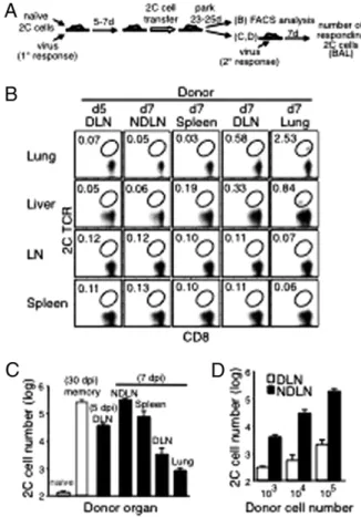 Fig. 1. Recall potential of 2C cells in different organs after in ﬂ uenza virus infection