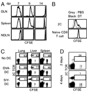 Fig. 2. Antigen-bearing DCs promote proliferation of resident-activated CD8 T cells. ( A ) B6 mice were injected with naive 2C cells and infected with WSN-SIY virus