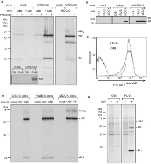 Figure 2. Influenza virus targets B cells for infection through the BCR