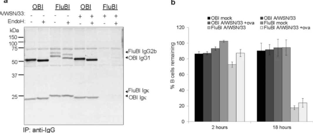 Figure 3. Influenza-infected B cells fail to secrete antibodies and ultimately die