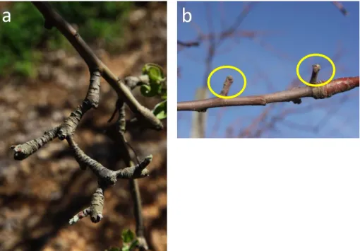 Figure 1 – a) succession of bourses over consecutive years, b) natural extinction  phenomenon (yellow circles) on 1-year-old branch indicating the death of these side  shoots