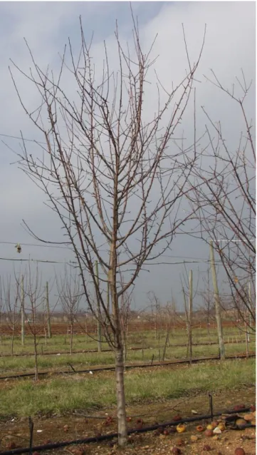 Figure 3 – Polyarchic tree architecture characterized by “reiterative trunks” competing  with the initial trunk