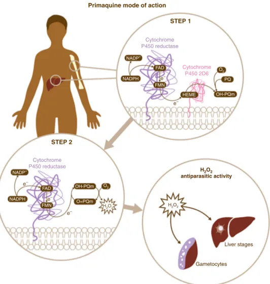 Fig. 4 Schematic representation of primaquine mode of action. The results presented in this work support a two-step biochemical relay mechanism for PQ mode of action