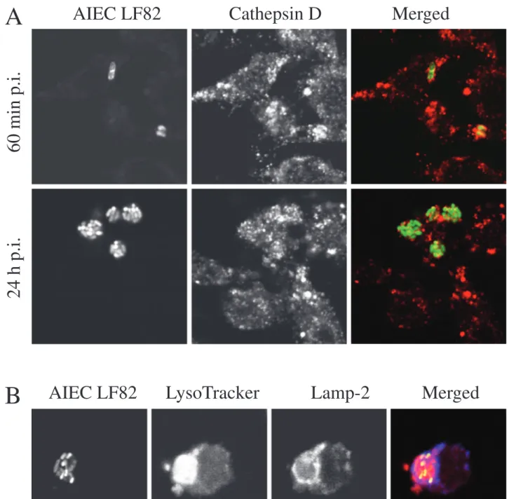 Fig. 4. AIEC LF82 bacteria replicate within acid phagosomes harbouring characteristic markers of phagolysosomes.