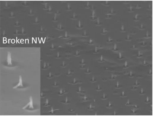 Fig.  2-19:  InGaAs  vertical  nanowire  array  after  7  cycles  of  digital  etch  in  10%  HCl  in  DI  water