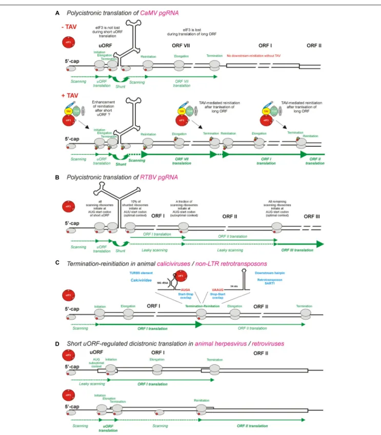 FIGURE 3 | Models for polycistronic translation in plant pararetroviruses CaMV and RTBV and in animal viruses and non-LTR retrotransposons