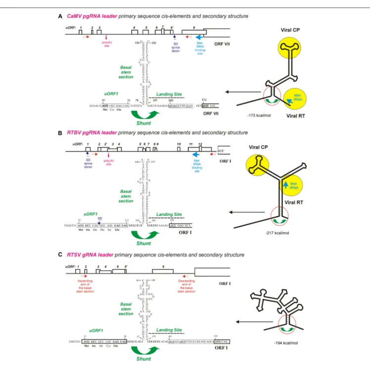 FIGURE 1 | Ribosome shunt configurations in the pgRNA leaders of pararetroviruses CaMV and RTBV and the genomic (g)RNA leader of picorna-like virus RTSV.