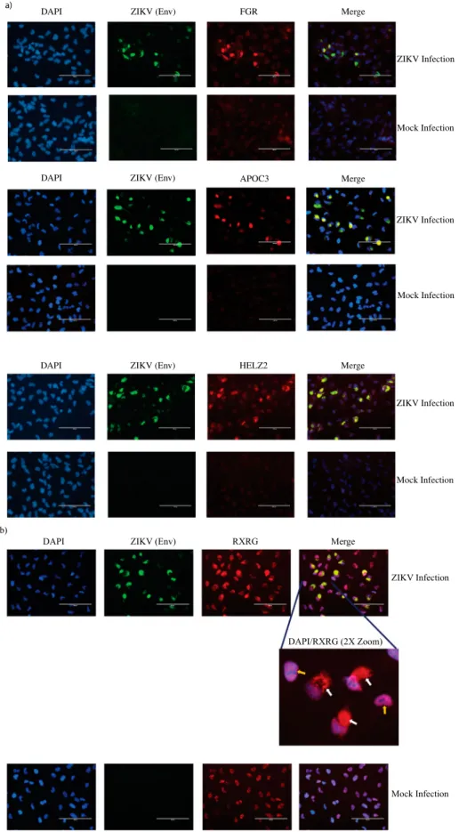 Figure 5. Immuno ﬂ uorescent staining to detect expression of PPAR signaling pathway genes in infected cells