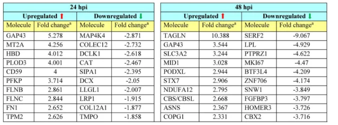 Table 1. Top di ﬀ erentially regulated host proteins a ﬀ ected by infection at 24 and 48 hpi.