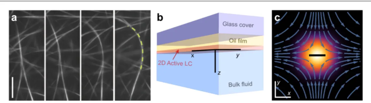 Figure 1. ( a ) Image sequence showing spontaneous buckling of a microtubule bundle ( dashed ) caused by extensile ATP-driven motor activity, adapted with permission from ﬁ gure 1 ( c ) in [ 5 ] 