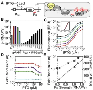 Figure 1 . Antisense transcription and its impact on gene expression.