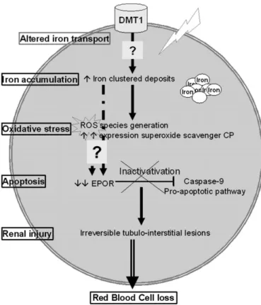 FIG. 8. Proposed pathway for DU mediated progressive kidney injury.