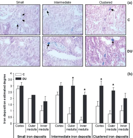 FIG. 4. DU daily ingestion increased iron deposition in kidney. (a) Representative sections of iron deposition in the renal cortex obtained by Prussian blue staining in control (C) and DU-contaminated rat (objective, 340)