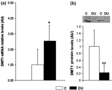FIG. 5. Renal expression of iron transporter DMT1 in DU-contaminated and control rats