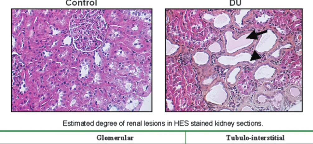 FIG. 6. Histological alterations of kidney after DU contamination. (a) Representative histological sections of control (C) and DU-contaminated rat kidneys (DU)