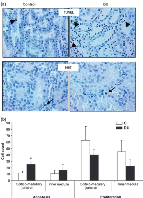 FIG. 7. Chronic ingestion of DU and renal apoptosis and proliferation. (a) Representative immunohistological appearance of apoptotic (TUNEL) and proliferative cells (Ki67) of control and DU rat kidneys