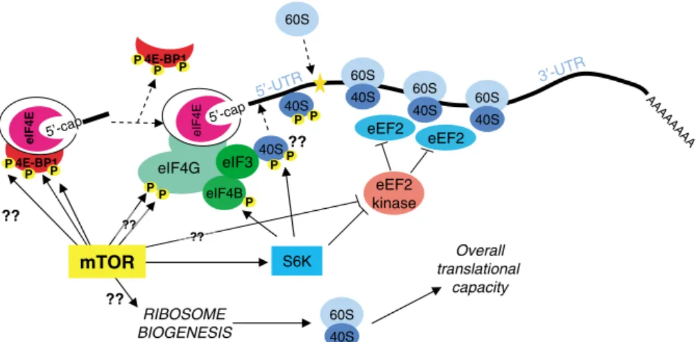 Figure 5 Overview of the links between mTOR and the translational machinery. The thick black line represents an mRNA, with its 5 0 -cap, start codon (gold star) and other features shown