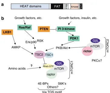Figure 1 Summary of mTOR signalling, showing (a) the basic features of mTOR and (b) its upstream control, and its complexes mTORC1 and mTORC2