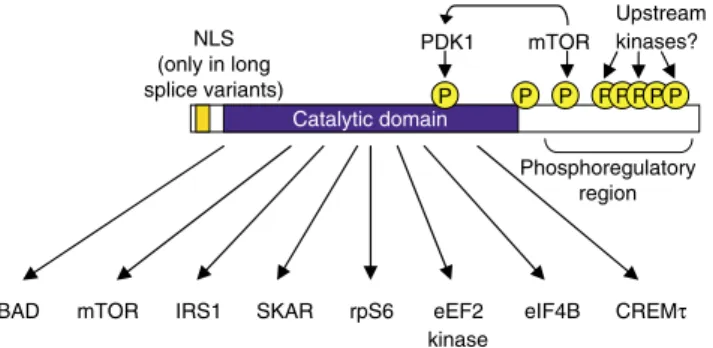 Figure 2 Summary of the 70 kDa S6 kinases (based on S6K1), showing the main features of their structures and control (e.g., phosphorylation sites) as well as known substrates