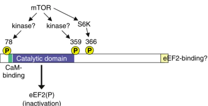 Figure 3). However, eEF2 kinase does not possess a TOS motif, does not bind to raptor, and is not a direct substrate for phosphorylation by mTOR in vitro (Smith and Proud, unpublished)