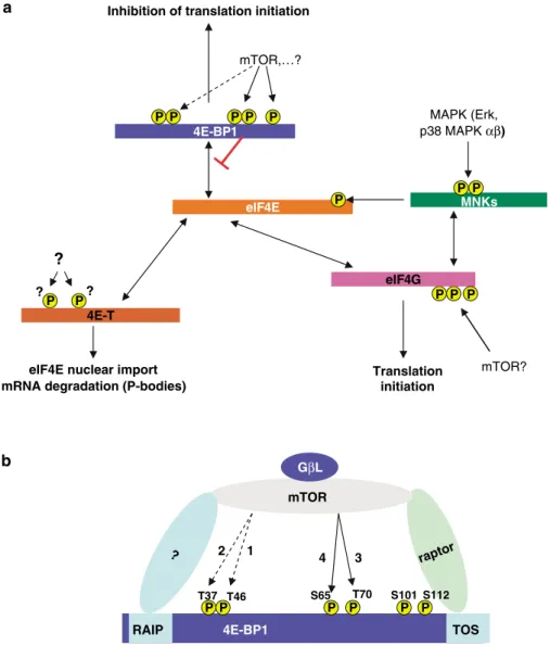 Figure 4 (a) Summary of eIF4E and its binding partners (and their roles, i.e., eIF4G/F, 4E-BPs, 4E-T