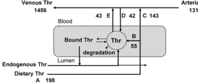 FIGURE 1 Schematic representation of the metabolic fate of enteral and systemic threonine in the PDV of adult minipigs receiving i.g