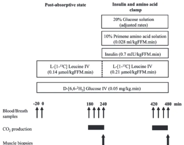 FIG. 1. Protocol design for the measurements of whole-body glucose and protein metabolism in nonobese and obese subjects during hyperinsulinemic, hyperaminoacidemic euglycemic clamp.